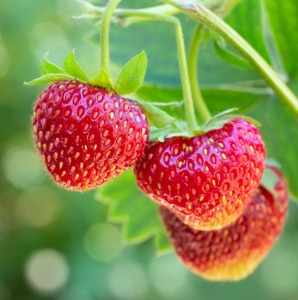fraises Noyon - OISE - produits locaux